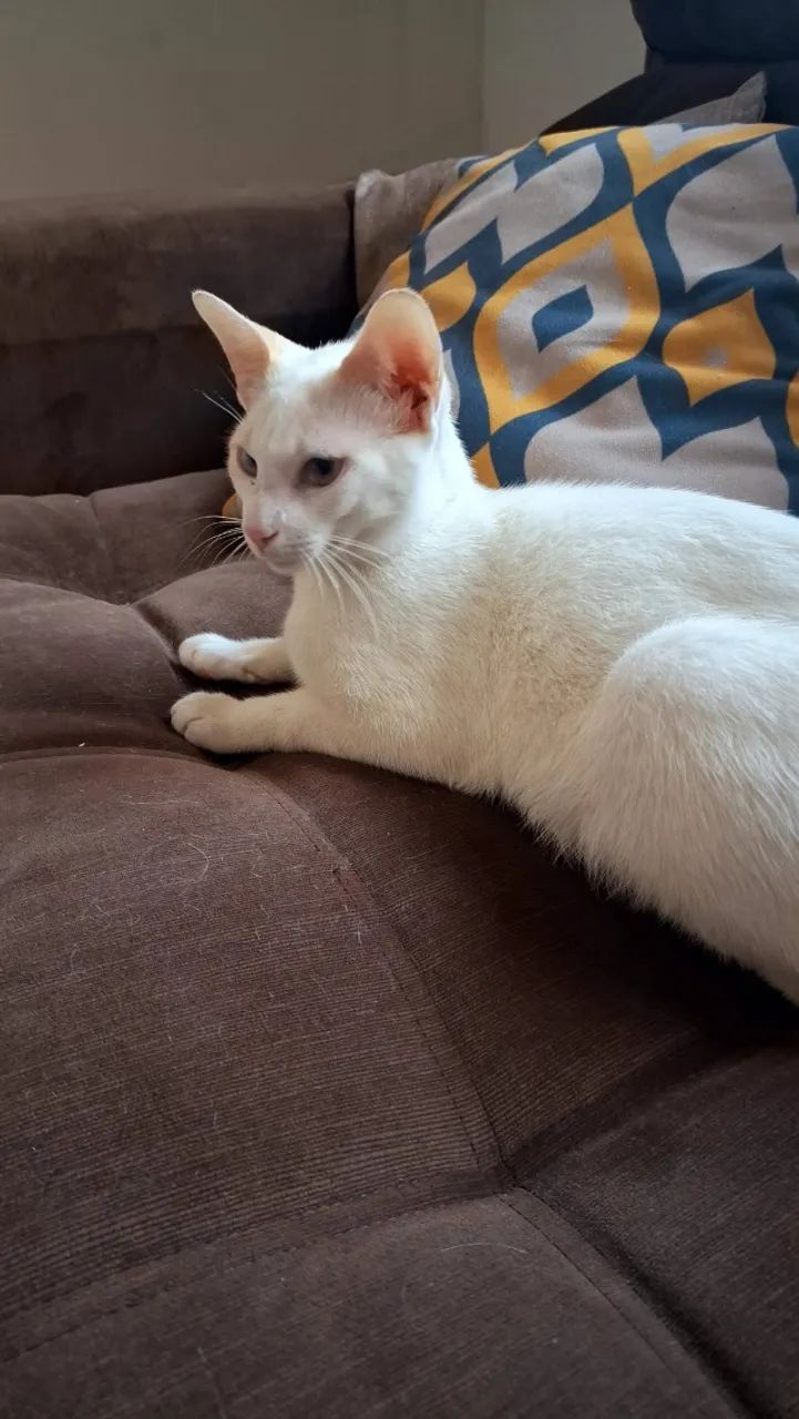 Doação de gato