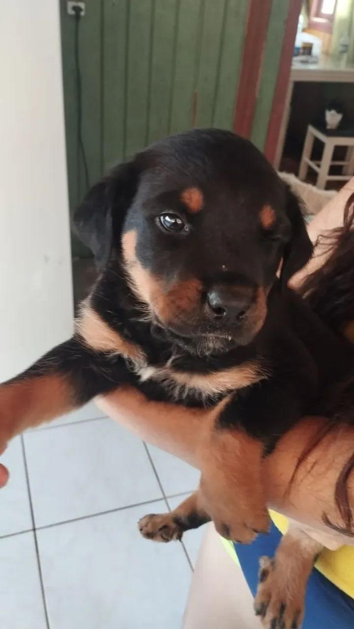 Filhote de Rottweiler macho  - Foto 3
