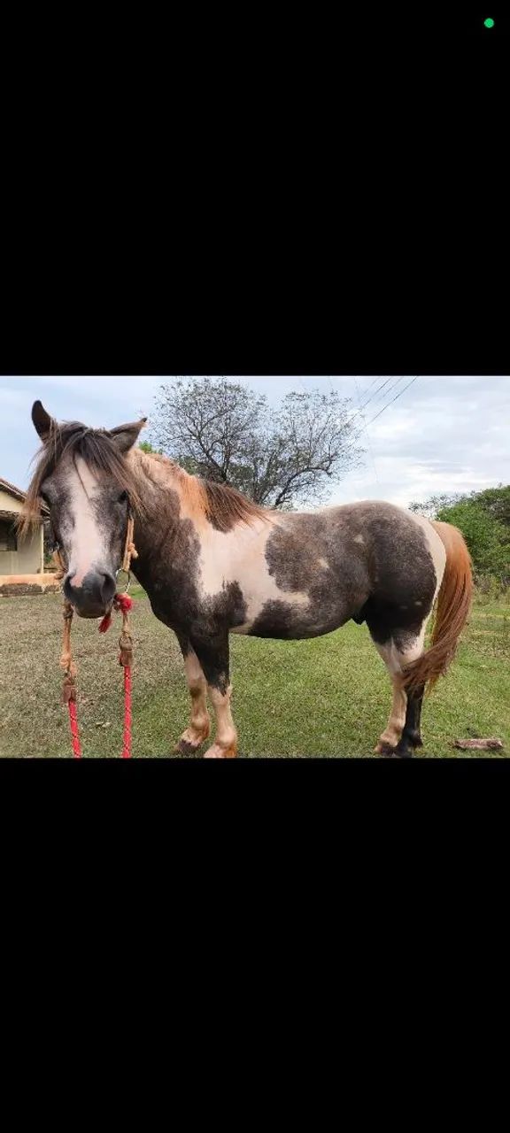 Pônei Paint horse - Foto 4