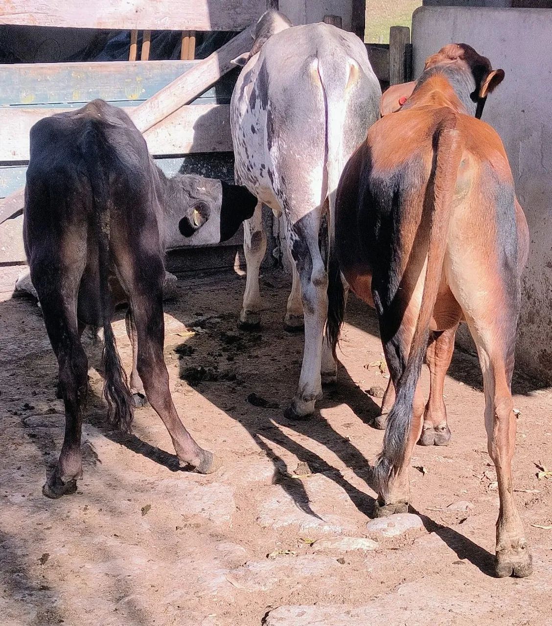 3 garrotes  - Foto 2
