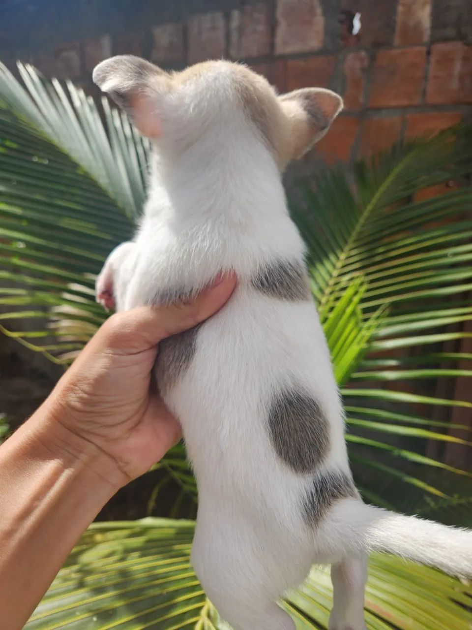 Chihuahua Macho 