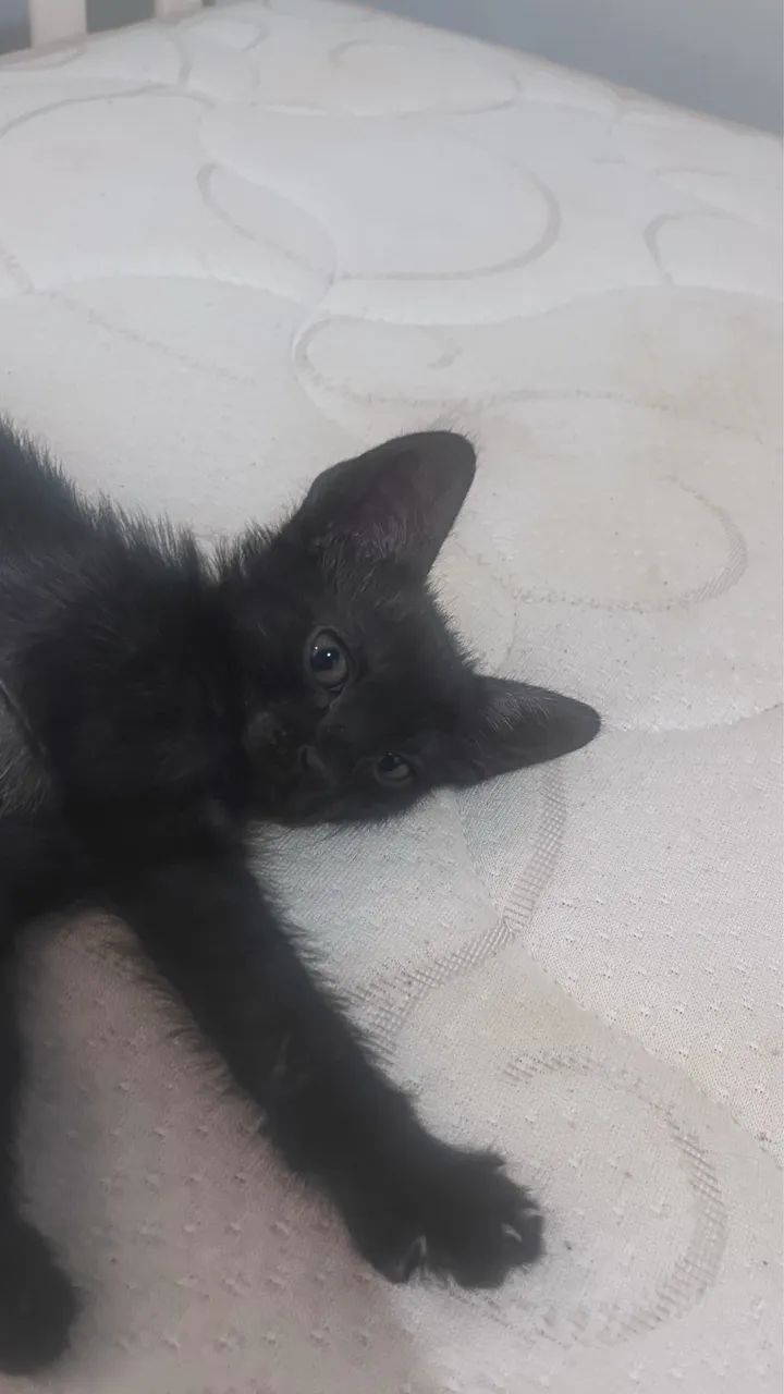 Pet - Foto 2