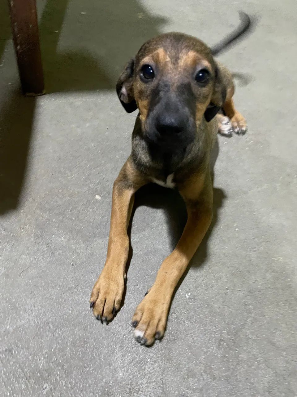 Cachorra vira-lata 6 meses - Foto 4