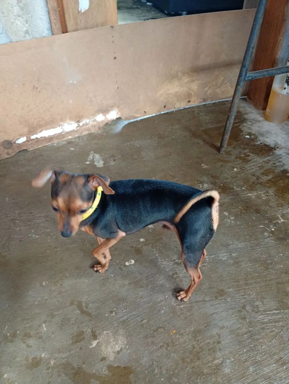 Pinscher a procura de namorada 