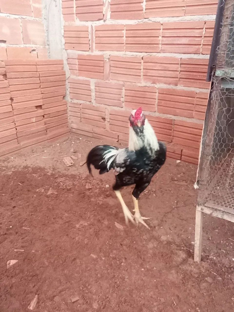 Galo Prata  - Foto 2
