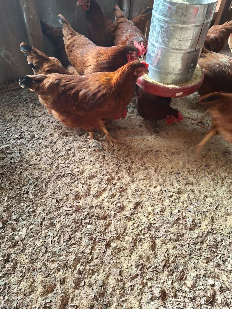 Galinhas rhodia - Foto 3