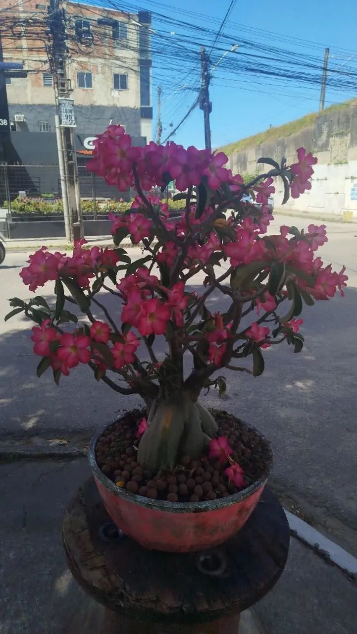Rosa do deserto 