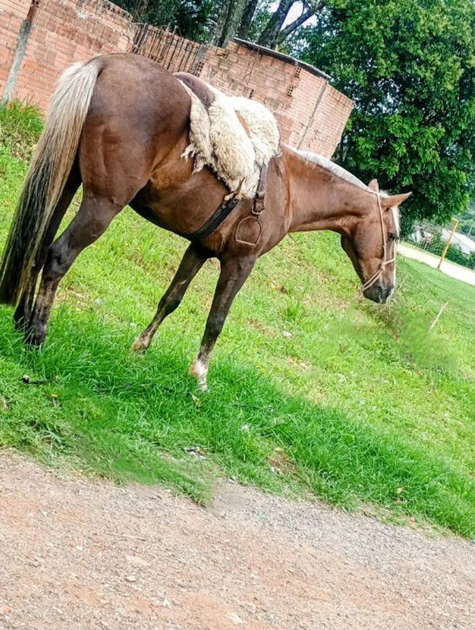 Cavalo baio sujo top de laço conprido interesse chama no pv 
