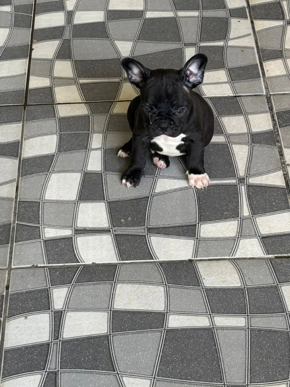 Bulldog francês macho 