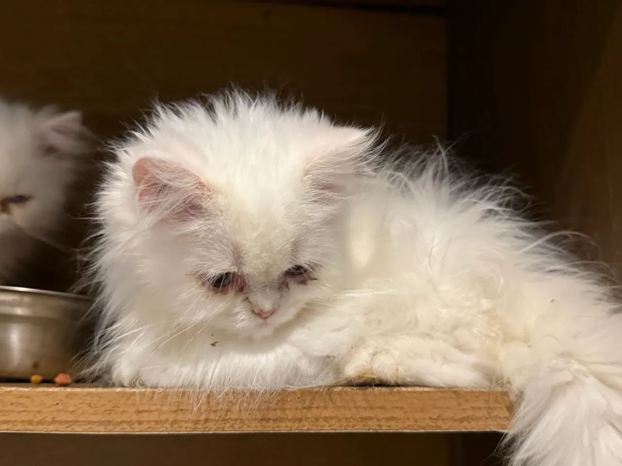 Lindos bebezinhos de gato persa - Foto 2