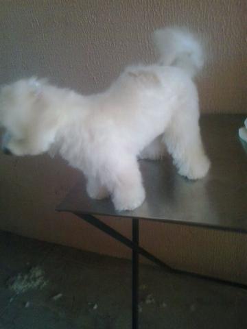 Banho e tosa pet - Foto 4