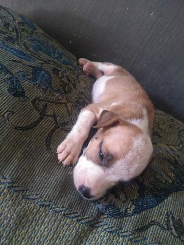 Vendo filhote de pitbull $ 500,00 - Foto 6