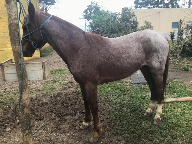 Vendo cavalo criolo - Foto 2