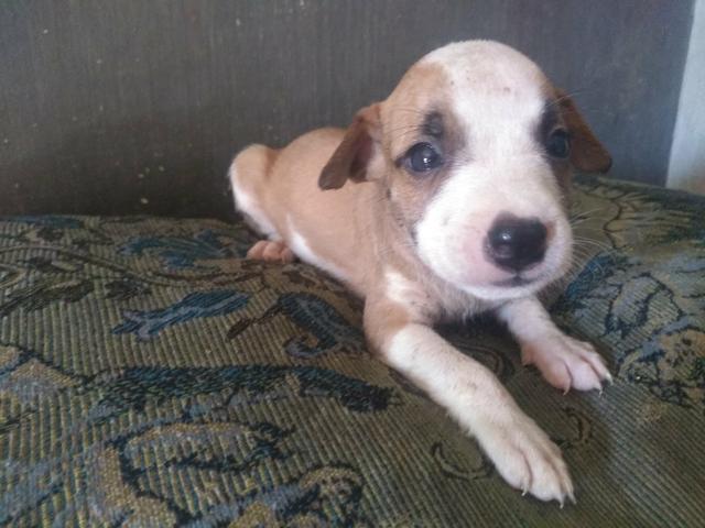 Vendo filhotes de Pitbull - Foto 4