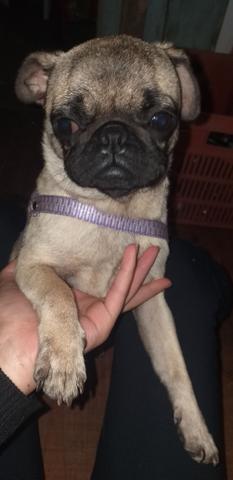 Procuro pug macho