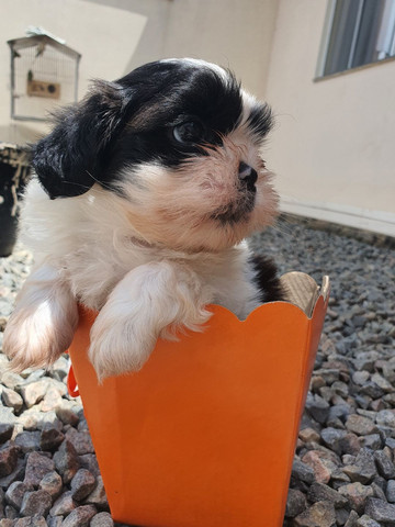 Filhotes de Shih-tzu padrão micro - Foto 4