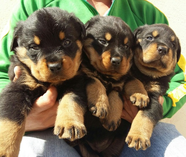 Cabeça De Touro Padrão Alemão Robusto E Imponentes Rottweiler Filhotes