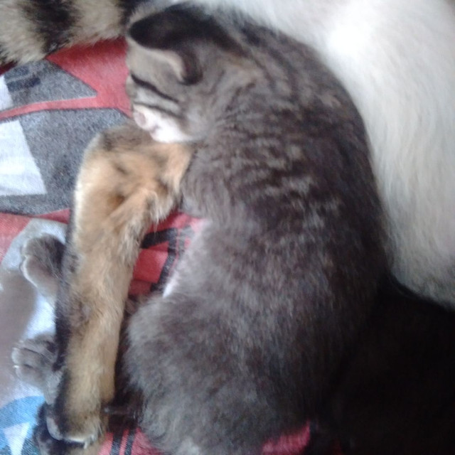 Doa se filhotes de gato - Foto 5