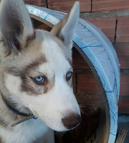 Husky Siberiano - Foto 3