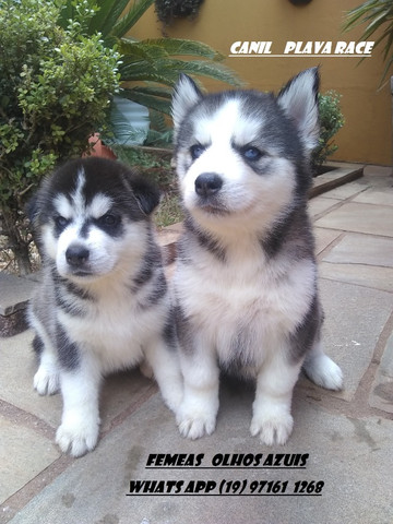Husky Siberiano : Machos e Femeas Wooly olhos azuis - Foto 2