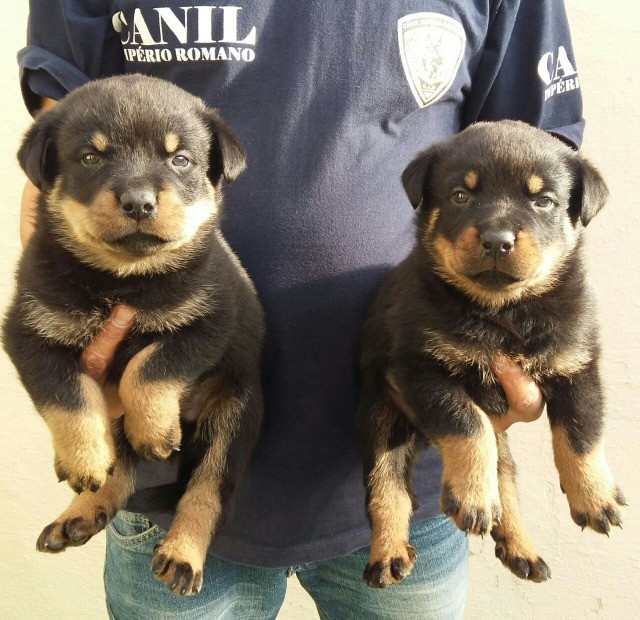 Cabeça De Touro Padrão Alemão Robusto E Imponentes Rottweiler Filhotes - Foto 4