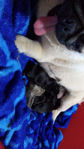 Filhote de Pug Black - Foto 2