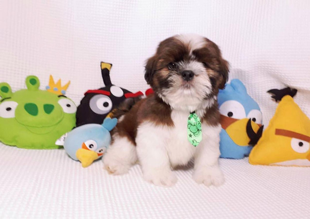 Shihtzu peludos dócil - Foto 2