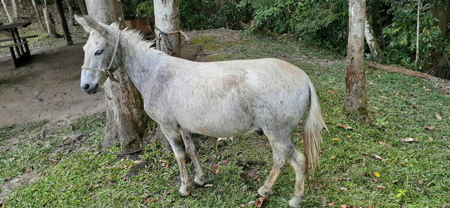 Vendo burro