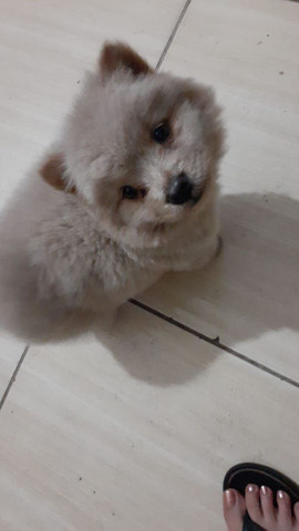Vendo filhote de chow chow macho 75 dias já, ja come ração