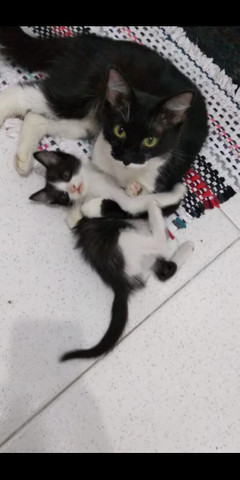 DOAÇÃO DE GATOS