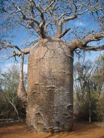 Muda de Baobá - Foto 5