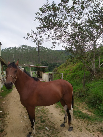 Cavalo para cavalgadas - Foto 6
