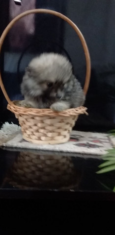 Spitz Alemão Anão/ Luluzinhos Apaixone se! - Foto 4