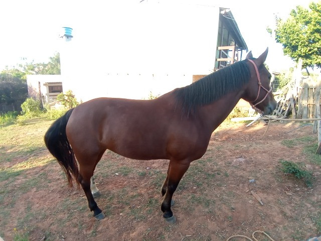 Egua colorada - Foto 2