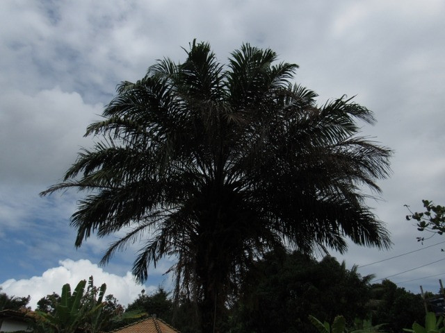 Terreno em Itacaré Bahia - Foto 10