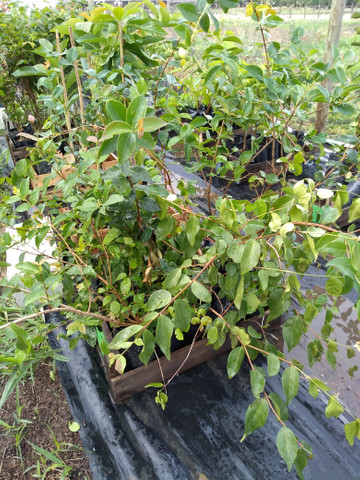 Mudas frutíferas - Foto 4