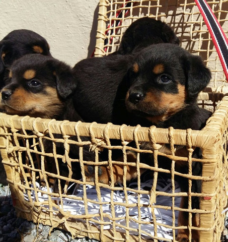 Qualidade E Procedência Vc Só Encontra Aqui No Canil Império Lindos Filhotes De Rottweiler - Foto 2