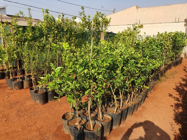 Mudas de limão siciliano,Cravo,Galeguinho,Caviar e Taiti - Foto 6