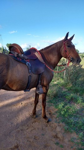 Égua mangolina a venda