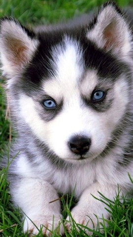 HUSKY SIBERIANO COM PEDIGREE E MICROCHIP 