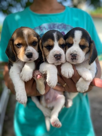 BEAGLE EM ATÉ 12X