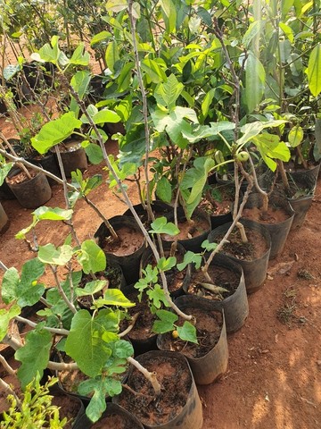 Frutíferas diversas produzindo - Foto 3