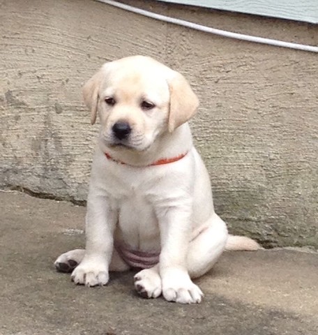 LABRADOR COM PEDIGREE E MICROCHIP 