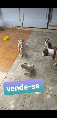 Animais  - Foto 3