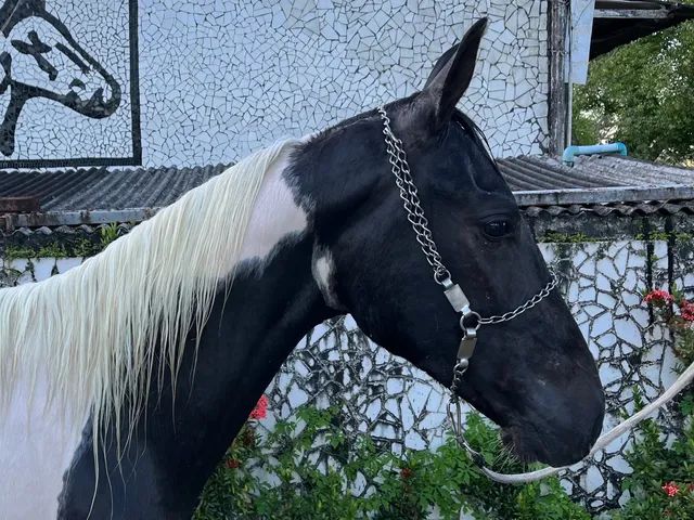 Cavalo alazão tostado de marcha picada - Cavalos e acessórios