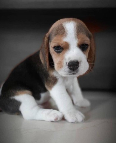 Beagle filhotes disponíveis