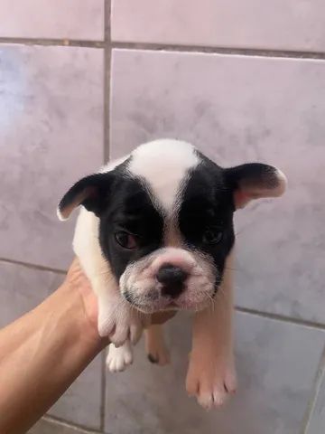 Vendo