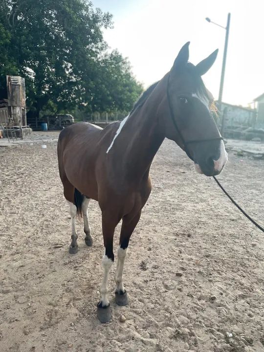  mangalarga  - Foto 2