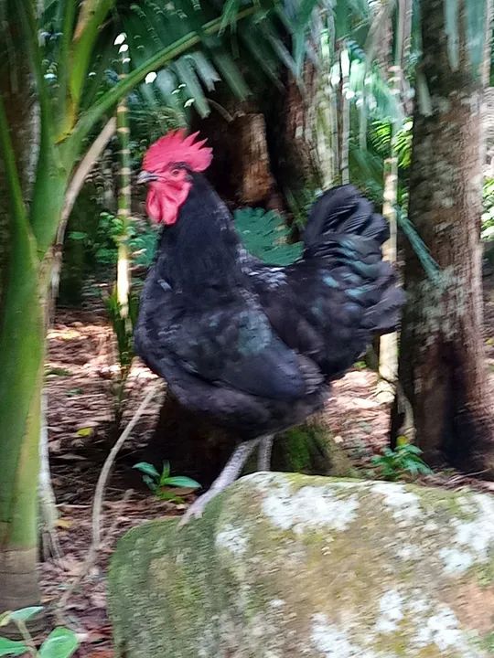 Gigante Negro de Jersey