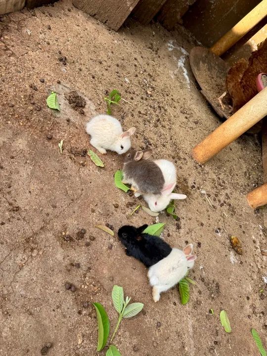 mini coelho anão filhote - Foto 3